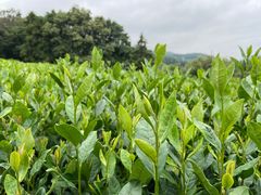 -西湖风景区十里琅珰-五云山