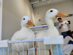 -怪兽屋·羊驼·猫咖·狗咖(俊华广场店)