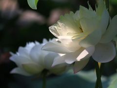 -清晏园