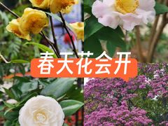 -金花茶公园
