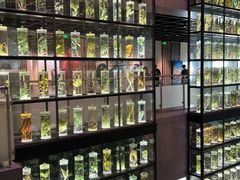 -广东中医药博物馆