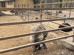 -秦皇岛野生动物园