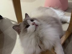 -藏猫猫咖啡主题馆(中央大道店)