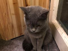 -猫色咖啡·猫咖