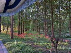 -黄海国家森林公园