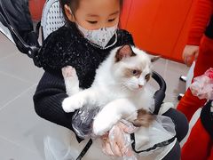 -babydoll猫舍·米努特·德文·缅因(久光中心店)