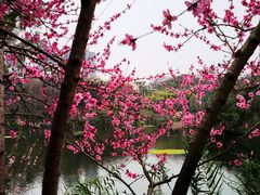 -重庆彩云湖湿地公园