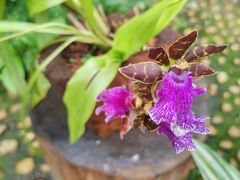 -深圳仙湖植物园