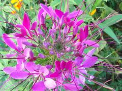 -西江苗族博物馆