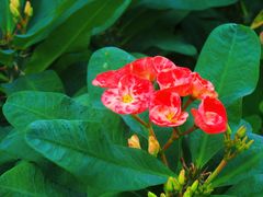 -北京植物园-展览温室