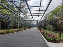 -东平国家森林公园