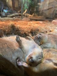 -Zoolung Zoolung动物主题公园(海信广场店)