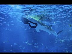 -烟台海昌鲸鲨海洋公园