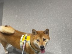 -心仪动物医院·牙专科·肿瘤·心脏科(西客站院)