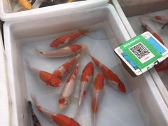 -李村大集