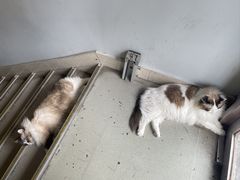 -白兔子密室(长寿路店)