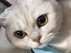 -瑞派长江宠物医院·猫科·外科·24小时夜护(谊城公寓分院)