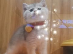 -欣宠猫屋·矮脚拿破仑·蓝金金渐层