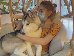 -Husky Go! 哈士奇体验馆·宠物咖啡厅狗咖