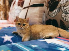 -袖虎·猫馆(体育西路店)