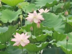 -荔湾湖公园