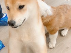 -浣熊柯尔鸭土拨鼠·电玩咖