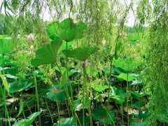 -长春市南湖公园