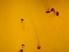 -沈阳海洋探索中心