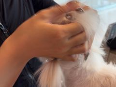 -帕帕拉兹宠物(亚洲旗舰店)