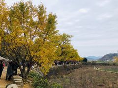 -千年银杏谷文化旅游区