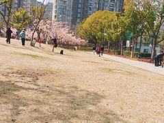 -新江湾城公园