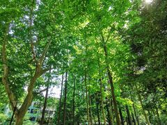 -徐家汇源景区-衡山公园