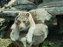 -北京野生动物园