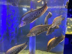 -沙沙哗啦海洋馆(华宇百花谷店)