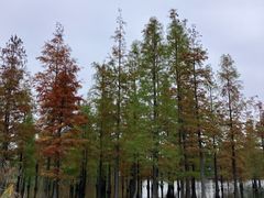 -白鹭湾湿地公园