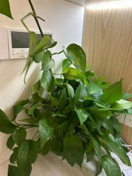 -AGE LOCK 锁龄美肌