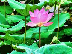 -荔湾湖公园