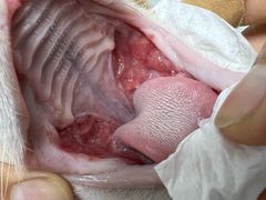 -贝康宠物医院·犬猫全科·小动物特色诊疗中心(东环路店)
