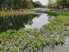 -映月湖公园