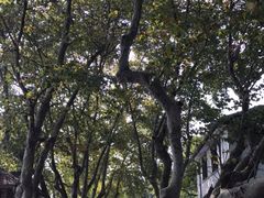 -南通博物苑-崇川人民公园