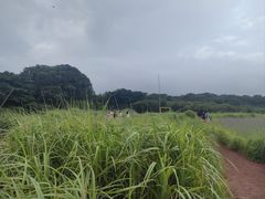 -济州森林小火车生态公园