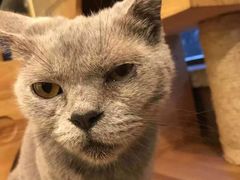 -more than meow吴止猫主题餐厅(承德 中船汇店)