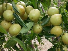 -香园炸鸡(鞍山西道店)