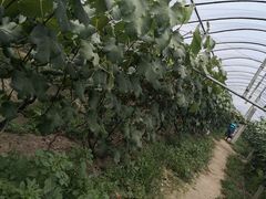 -马陆小张葡萄园农家乐