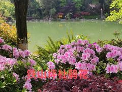 -铁山坪森林公园