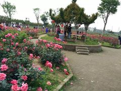 -武汉紫薇都市田园