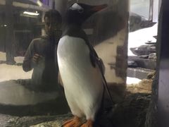 -悉尼海洋生物水族馆