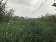 -天适樱花悠乐园