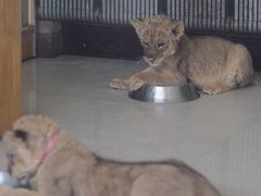 -大连森林动物园