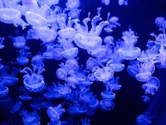 -成都浩海立方海洋公园